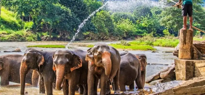 07 Nights 08 Days Sri Lanka Highlights Tour - Sri Lanka Travel Experience