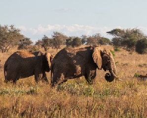 Kenya Wildlife Safari Experience